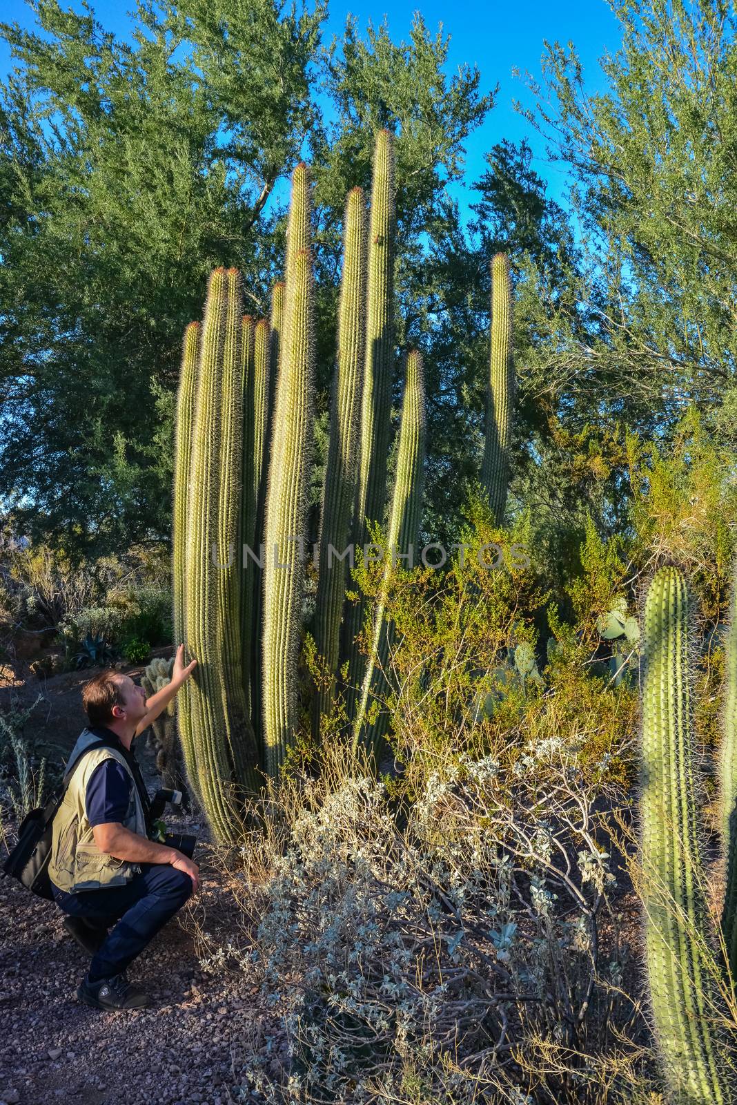 Tourist examines a large cactus in the Phoenix Botanical Garden, Arizona