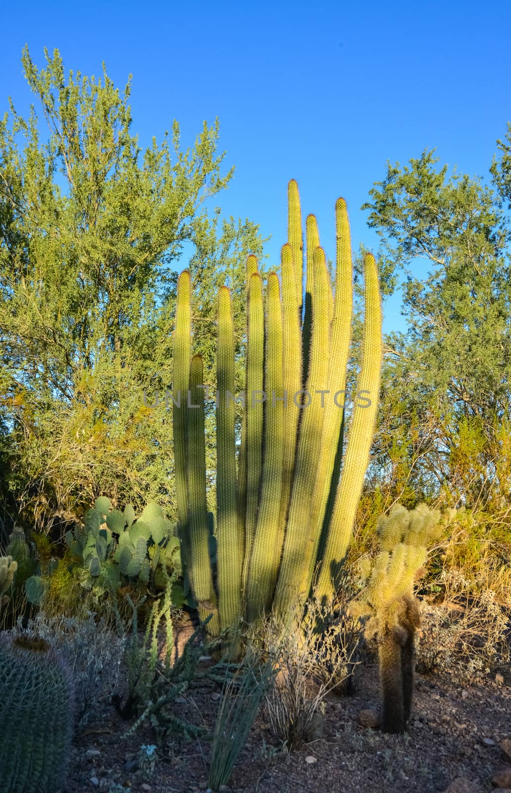 A group of succulent plants Agave and Opuntia cacti in the botanical garden of Phoenix, Arizona, USA
