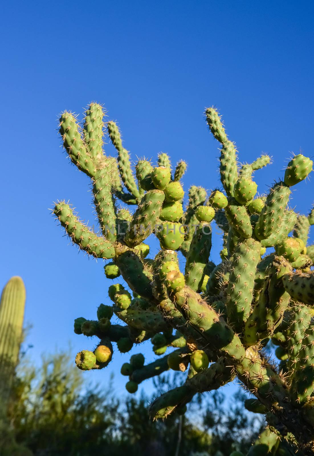 Cactus. Cane Chola Cylindropuntia on a background of blue sky. Arizona, USA