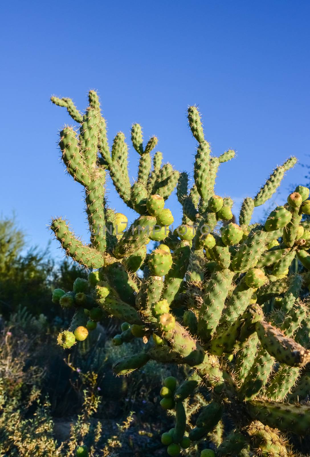 Cactus. Cane Chola Cylindropuntia on a background of blue sky. Arizona, USA