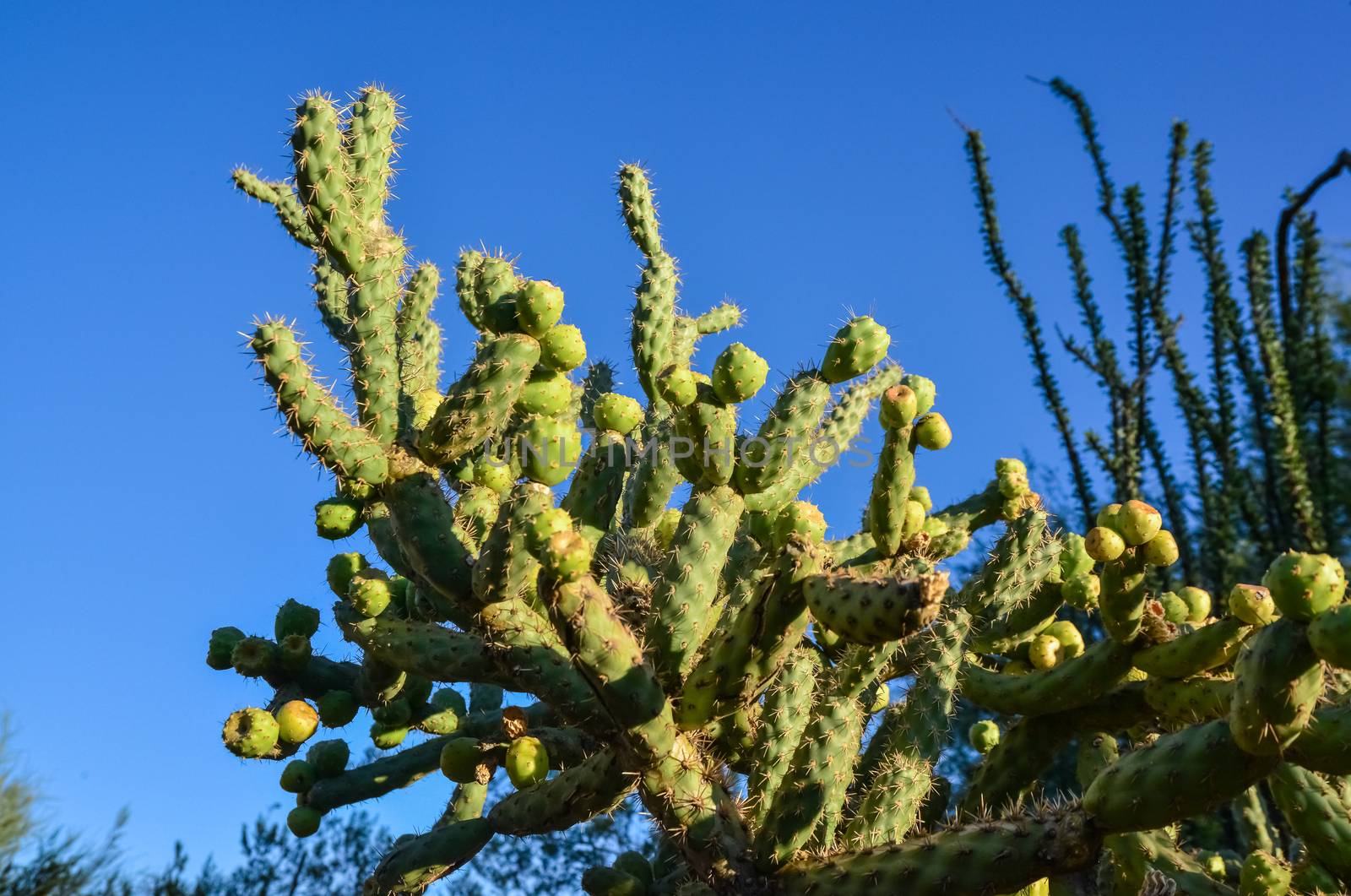 Cactus. Cane Chola Cylindropuntia on a background of blue sky. by Hydrobiolog