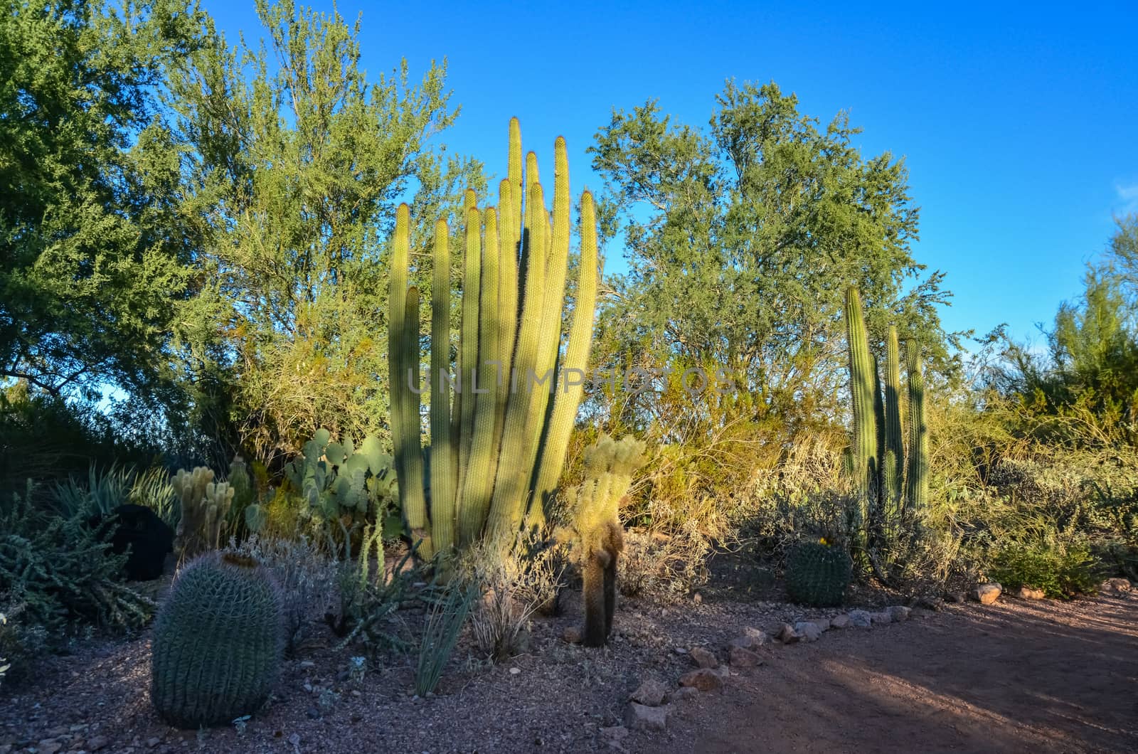 A group of succulent plants Agave and Opuntia cacti in the botanical garden of Phoenix, Arizona, USA