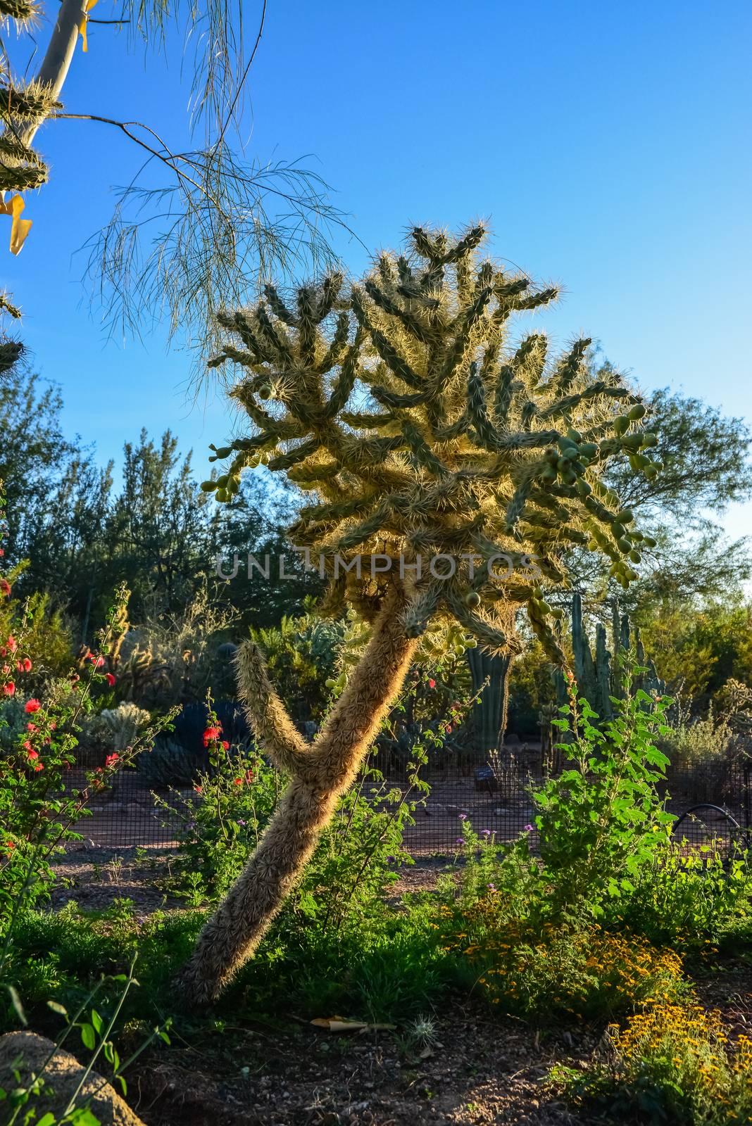 A group of succulent plants of Opuntia cacti in the Phoenix Botanical Garden, Arizona, USA