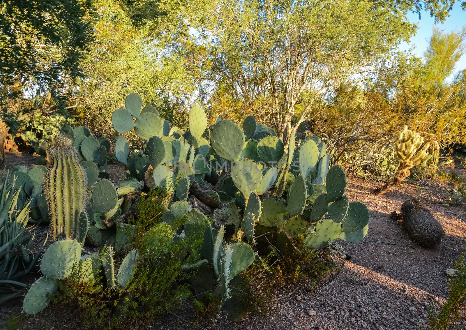 A group of succulent plants of Opuntia cacti in the Phoenix by Hydrobiolog