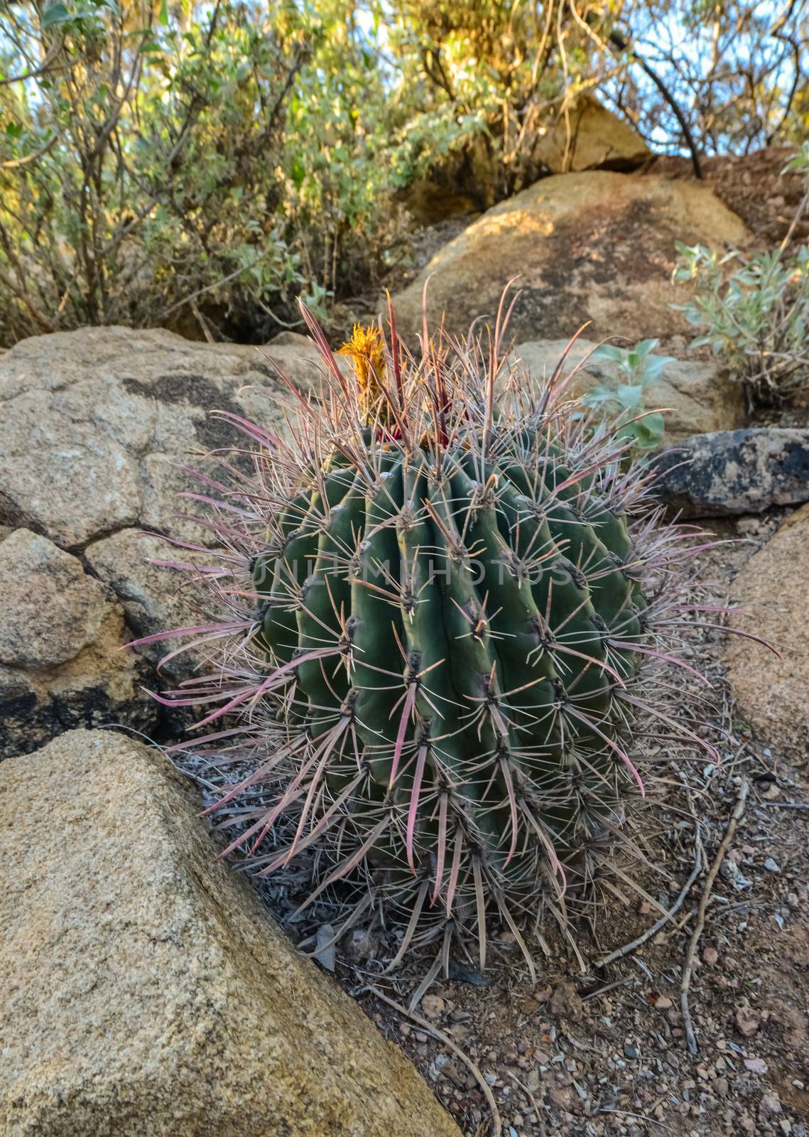 Cactus Ferocactus in the Phoenix Botanical Garden, Arizona, USA