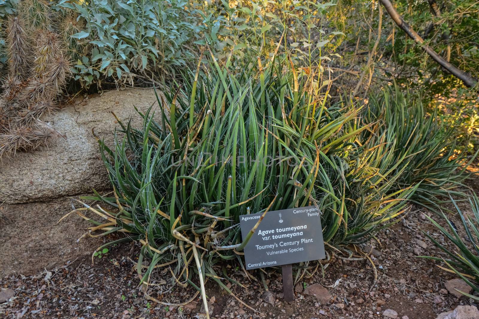 USA, PHENIX, ARIZONA- NOVEMBER 17, 2019:   Agave Succulents Group at Phoenix Botanic Garden, Arizona