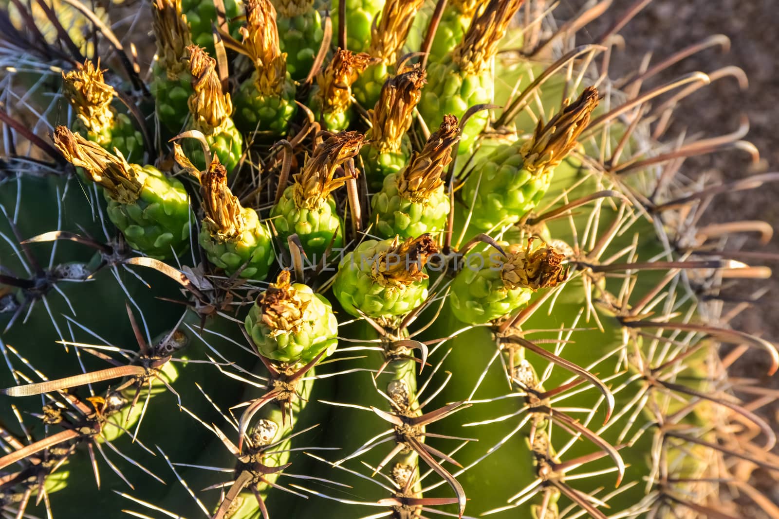 Yellow fruits with seeds on top of a large cactus Ferocactus. by Hydrobiolog