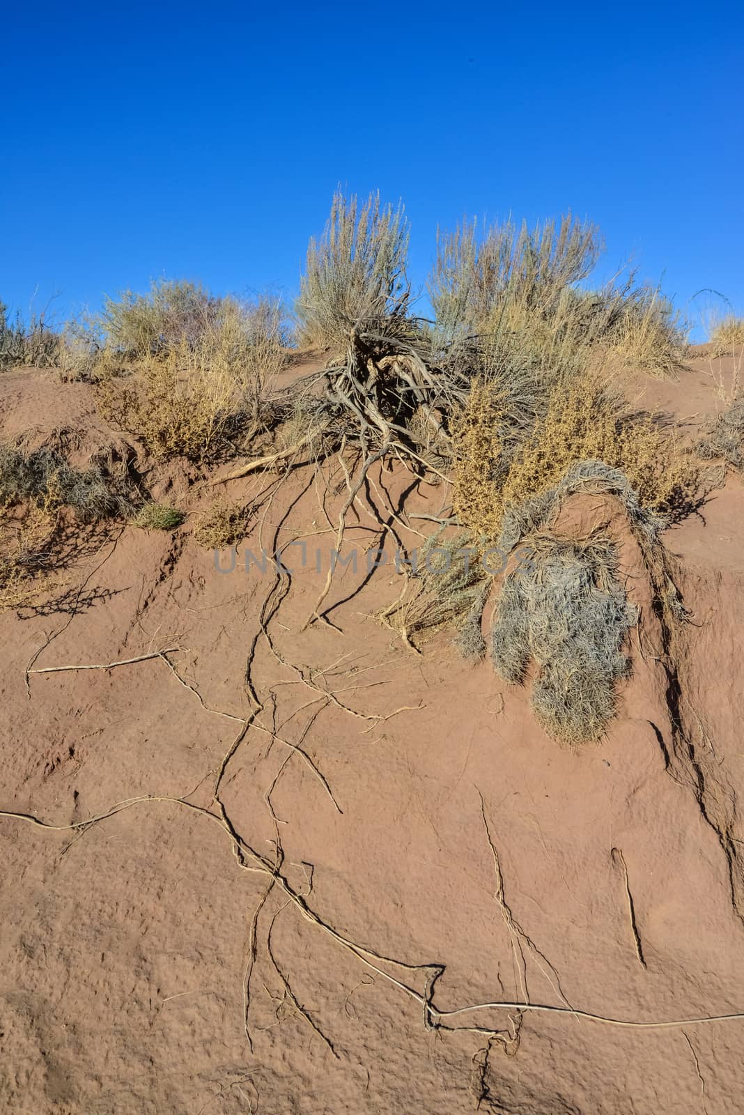 desert plant roots on desert sand surface, arizona usa
