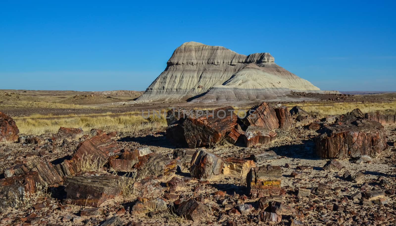 The trunks of petrified trees, multi-colored crystals of minerals. Petrified Forest National Park, Arizona