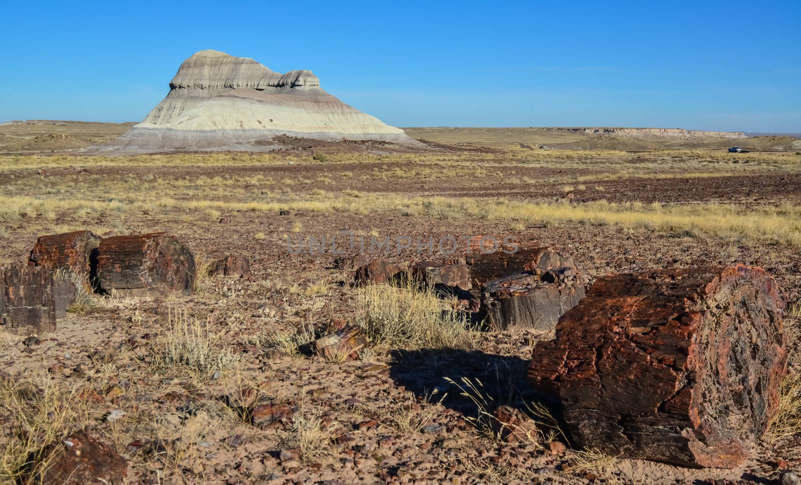 The trunks of petrified trees, multi-colored crystals of minerals. Petrified Forest National Park, Arizona