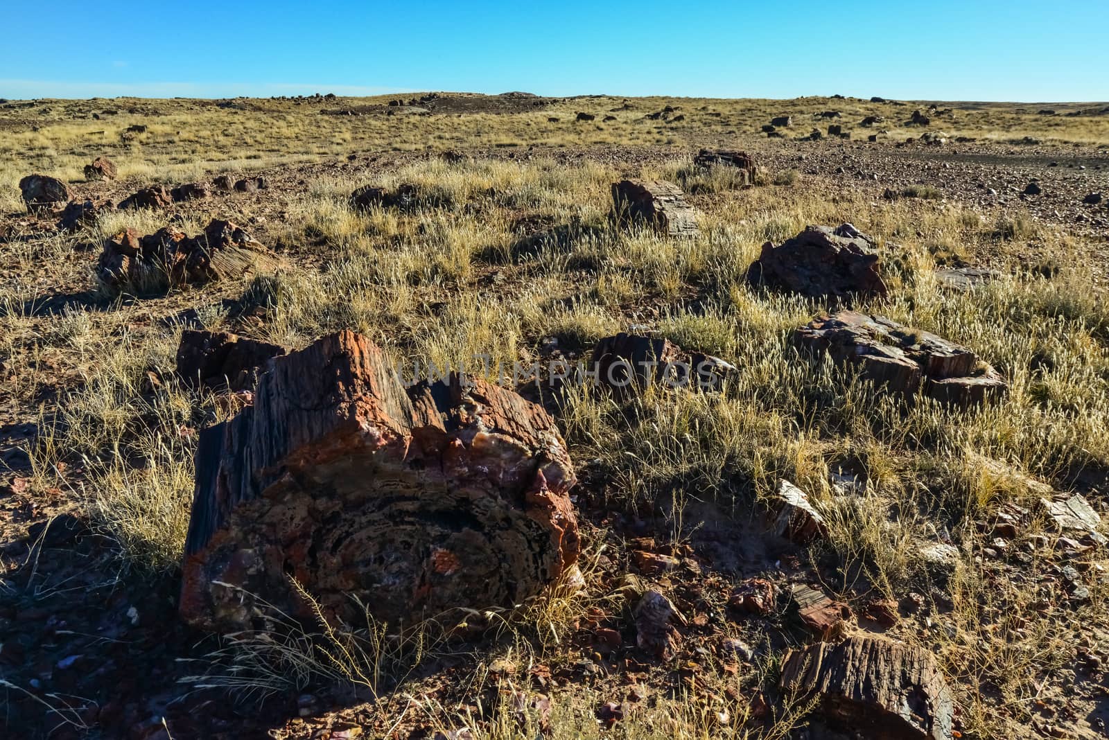 The trunks of petrified trees, multi-colored crystals of minerals. Petrified Forest National Park, Arizona