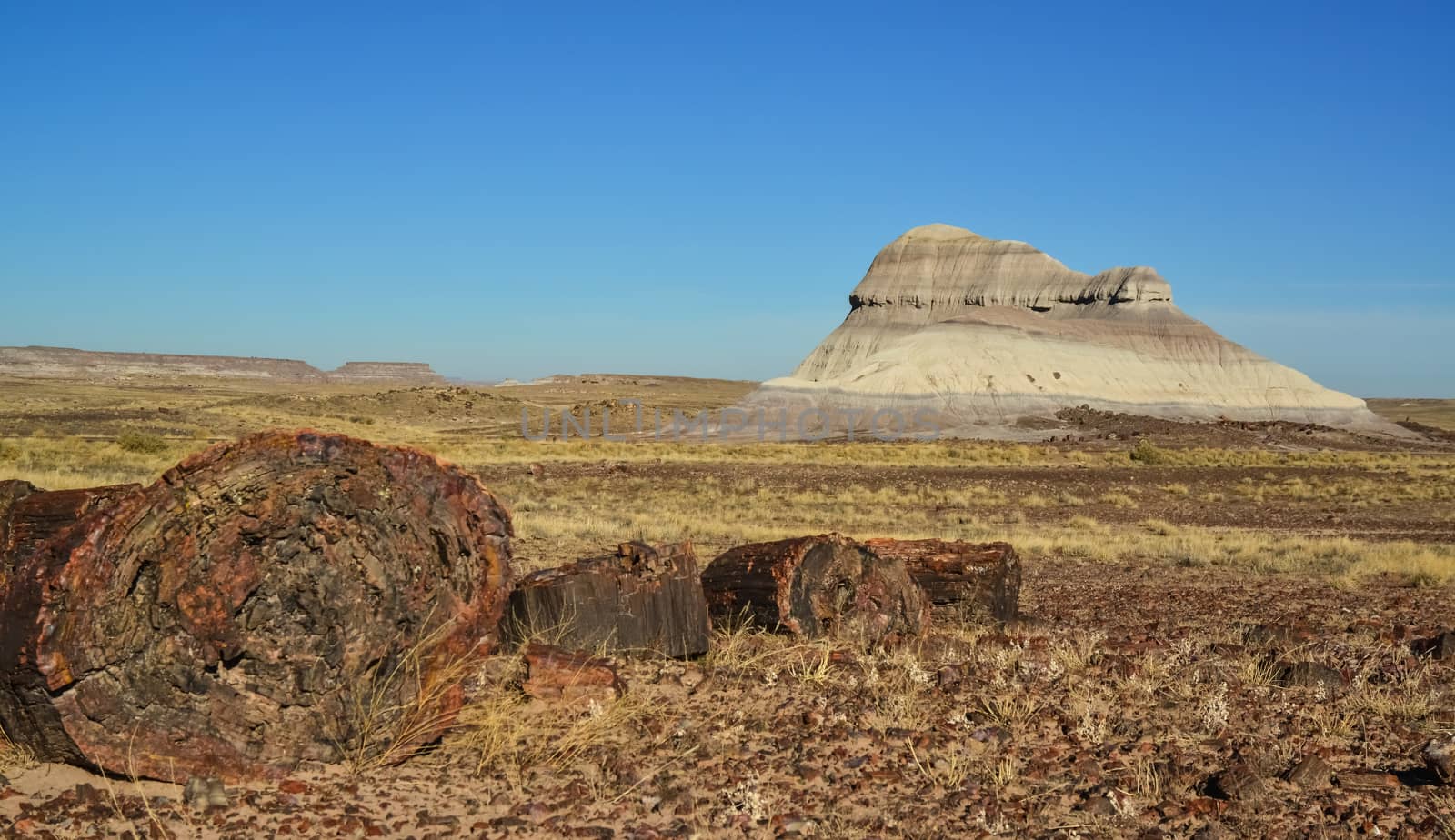 The trunks of petrified trees, multi-colored crystals of minerals. Petrified Forest National Park, Arizona