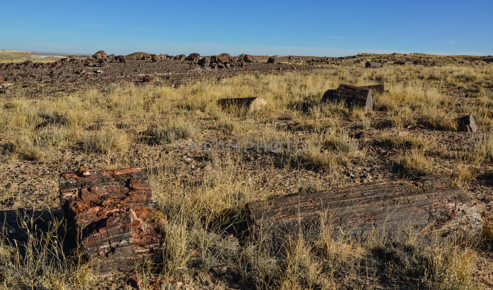 The trunks of petrified trees, multi-colored crystals of minerals. Petrified Forest National Park, Arizona