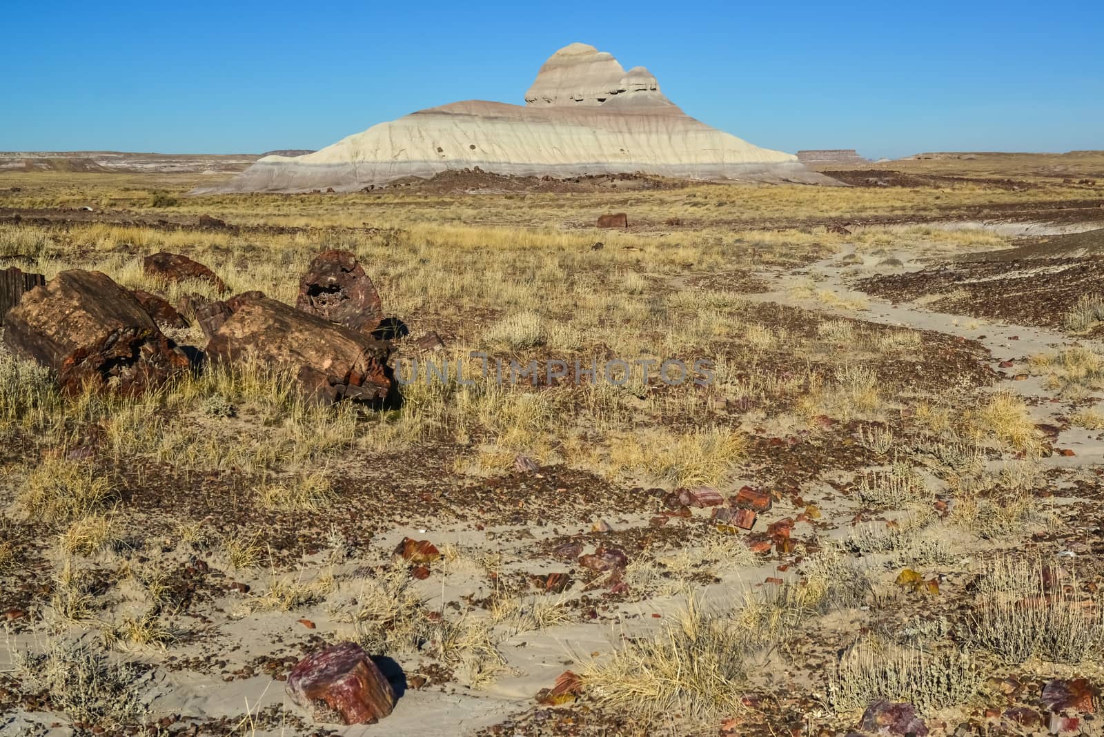 The trunks of petrified trees, multi-colored crystals of minerals. Petrified Forest National Park, Arizona