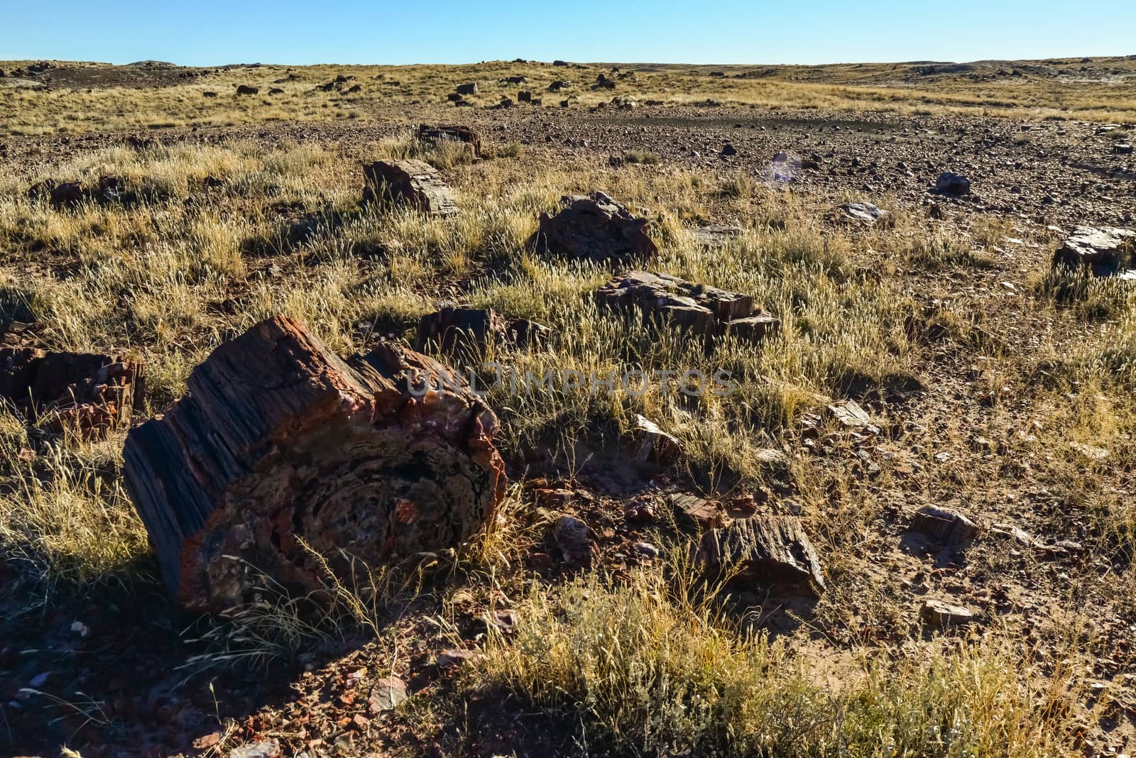 The trunks of petrified trees, multi-colored crystals of minerals. Petrified Forest National Park, Arizona