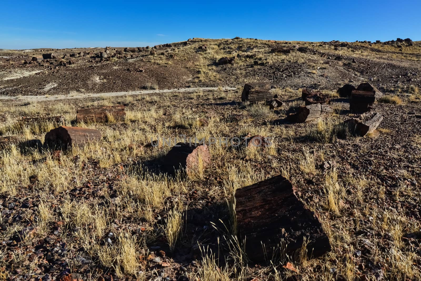 The trunks of petrified trees, multi-colored crystals of minerals. Petrified Forest National Park, Arizona