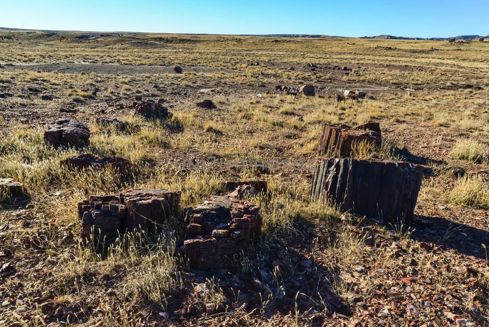 The trunks of petrified trees, multi-colored crystals of minerals. Petrified Forest National Park, Arizona