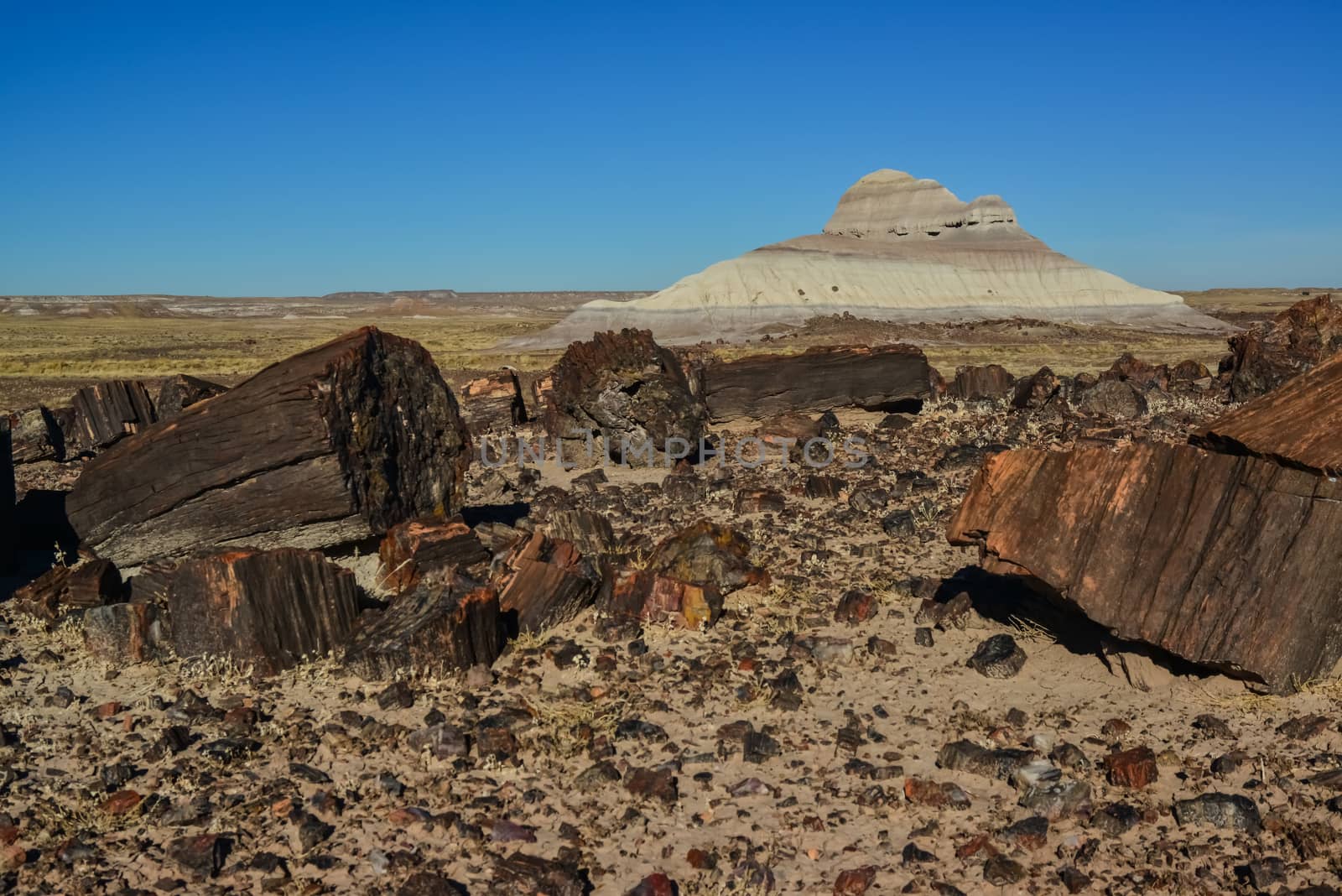 The trunks of petrified trees, multi-colored crystals of minerals. Petrified Forest National Park, Arizona