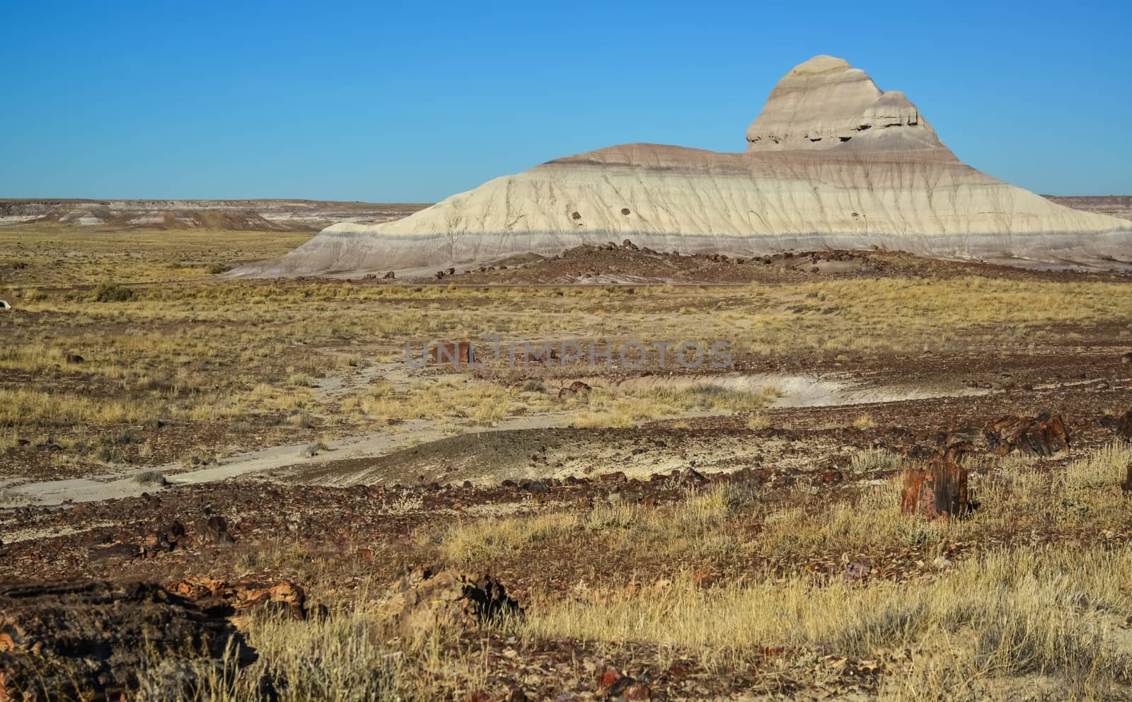 The trunks of petrified trees, multi-colored crystals of minerals. Petrified Forest National Park, Arizona