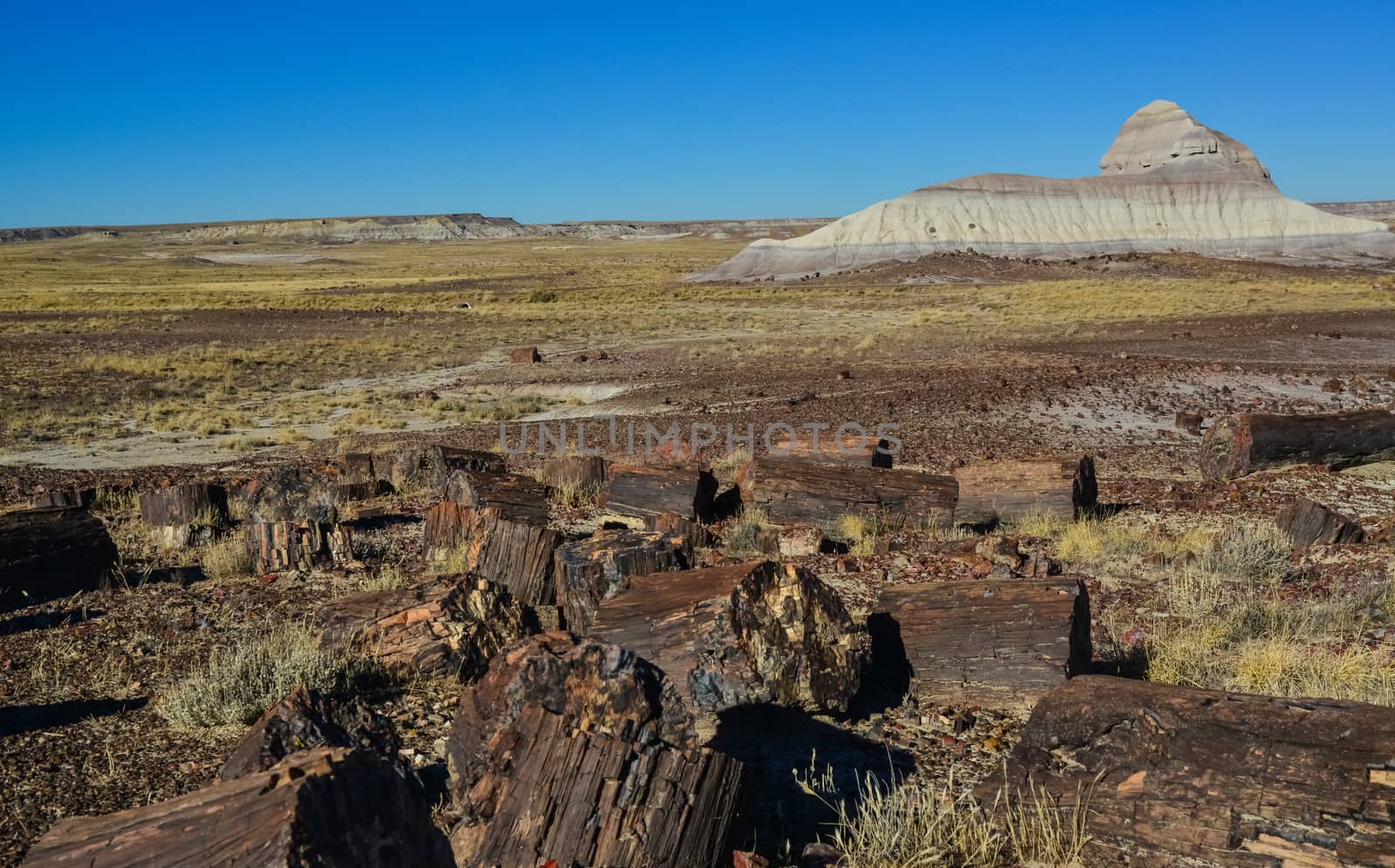 The trunks of petrified trees, multi-colored crystals of minerals. Petrified Forest National Park, Arizona