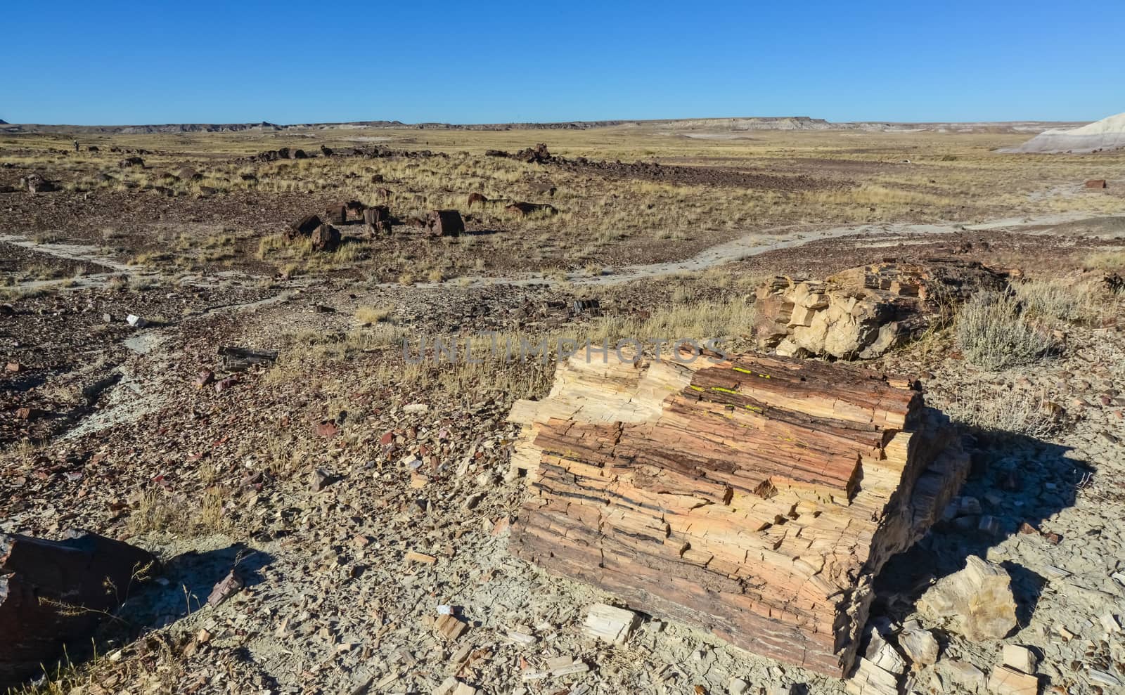 The trunks of petrified trees, multi-colored crystals of minerals. Petrified Forest National Park, Arizona