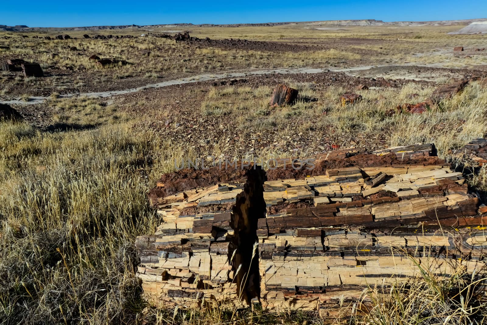 The trunks of petrified trees, multi-colored crystals of minerals. Petrified Forest National Park, Arizona