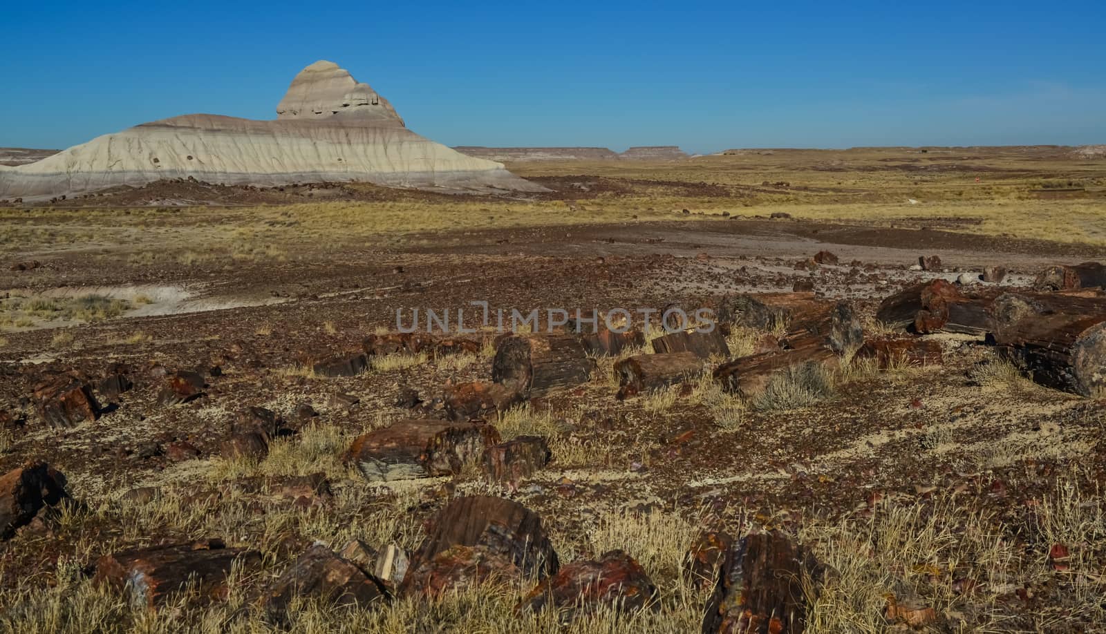 The trunks of petrified trees, multi-colored crystals of minerals. Petrified Forest National Park, Arizona