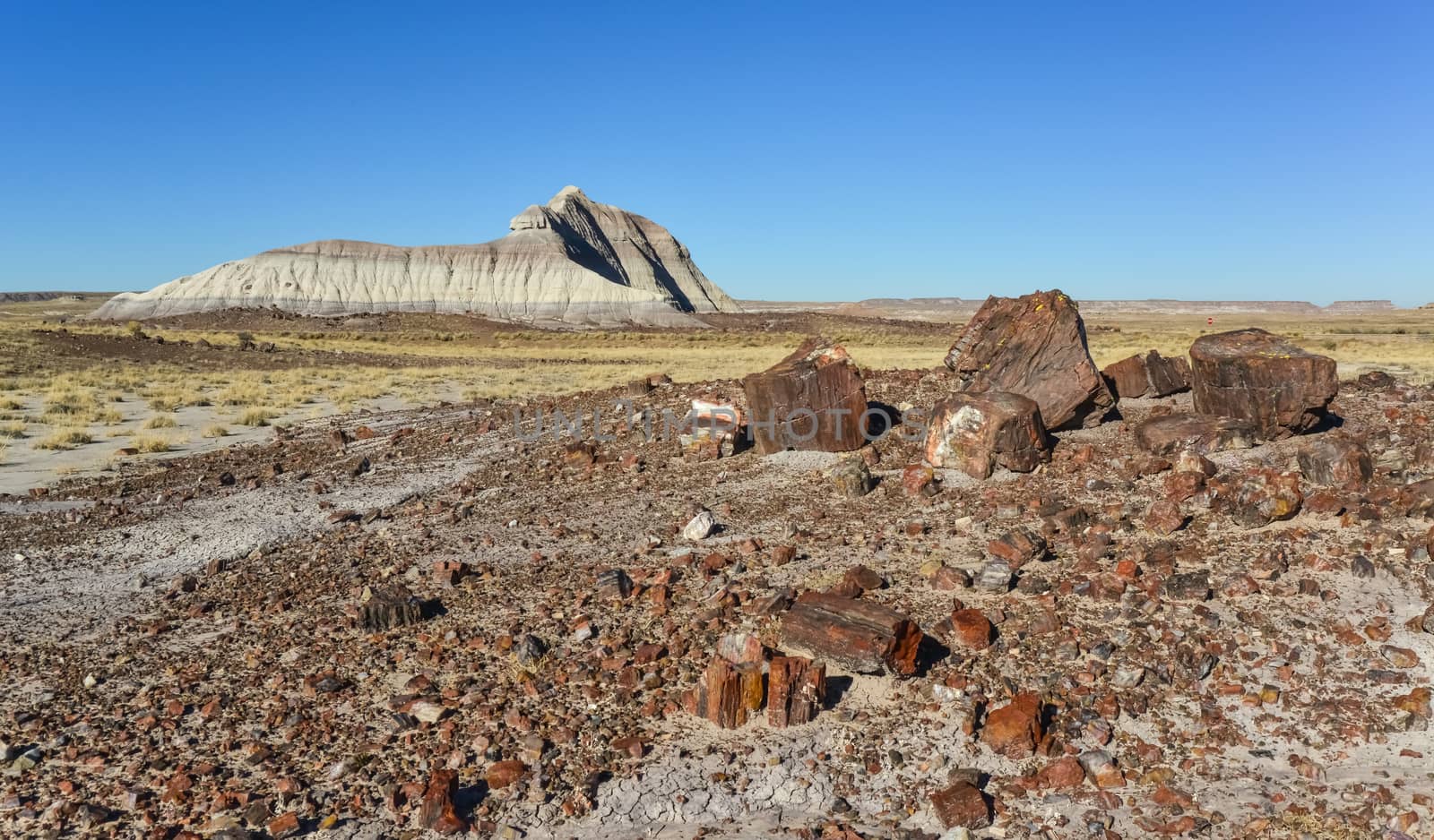 The trunks of petrified trees, multi-colored crystals of minerals. Petrified Forest National Park, Arizona