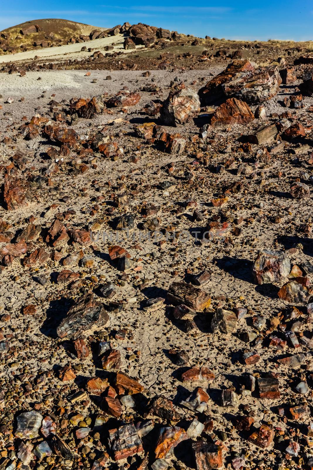 Placers of colored pieces of petrified sequoia trees, Petrified Forest National Park, Arizona