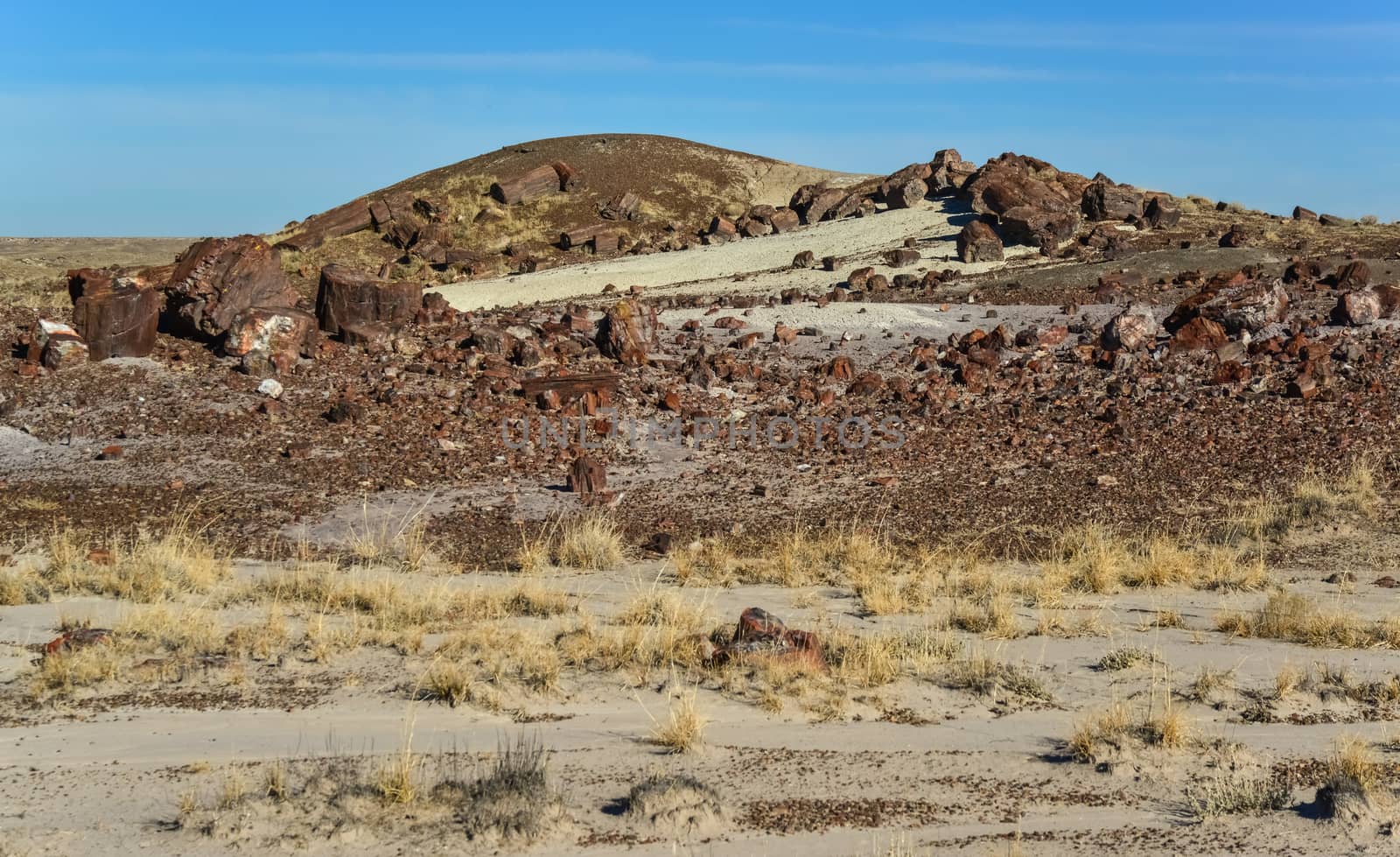 The trunks of petrified trees, multi-colored crystals of minerals. Petrified Forest National Park, Arizona