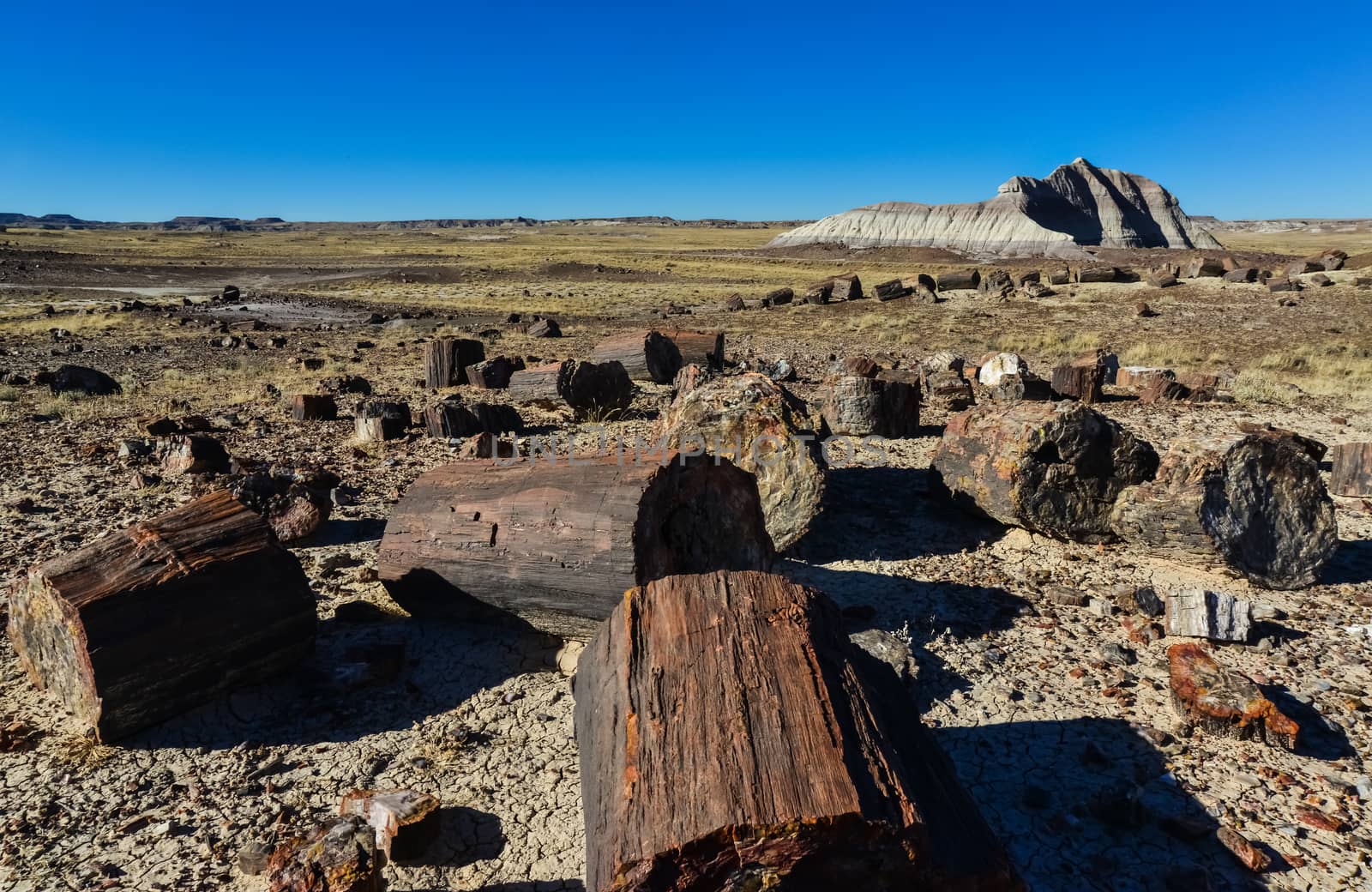 he trunks of petrified trees, multi-colored crystals of minerals. Petrified Forest National Park, Arizona