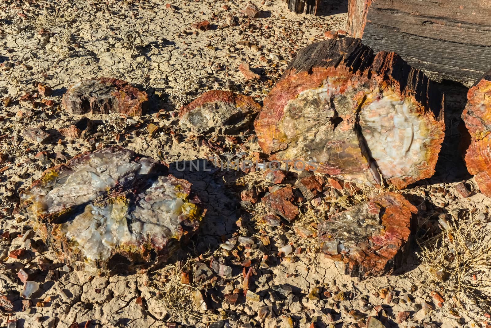 The trunks of petrified trees, multi-colored crystals of minerals. Petrified Forest National Park, Arizona