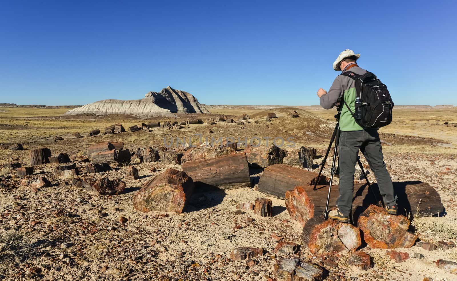 USA, ARIZONA- NOVEMBER 18, 2019:  The trunks of petrified trees, multi-colored crystals of minerals. Petrified Forest National Park, Arizona