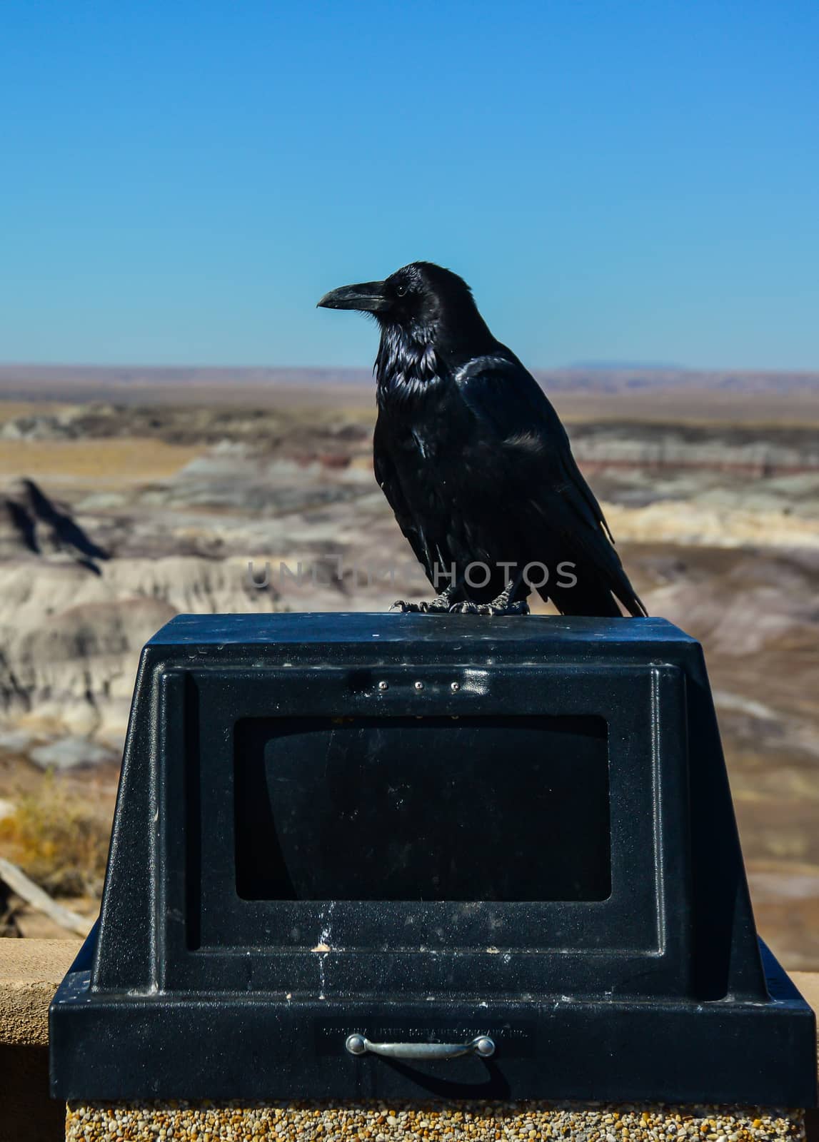 USA, ARIZONA- NOVEMBER 18, 2019:  Common Raven on a wall in Arizona's Petrified Forest National Park, AZ