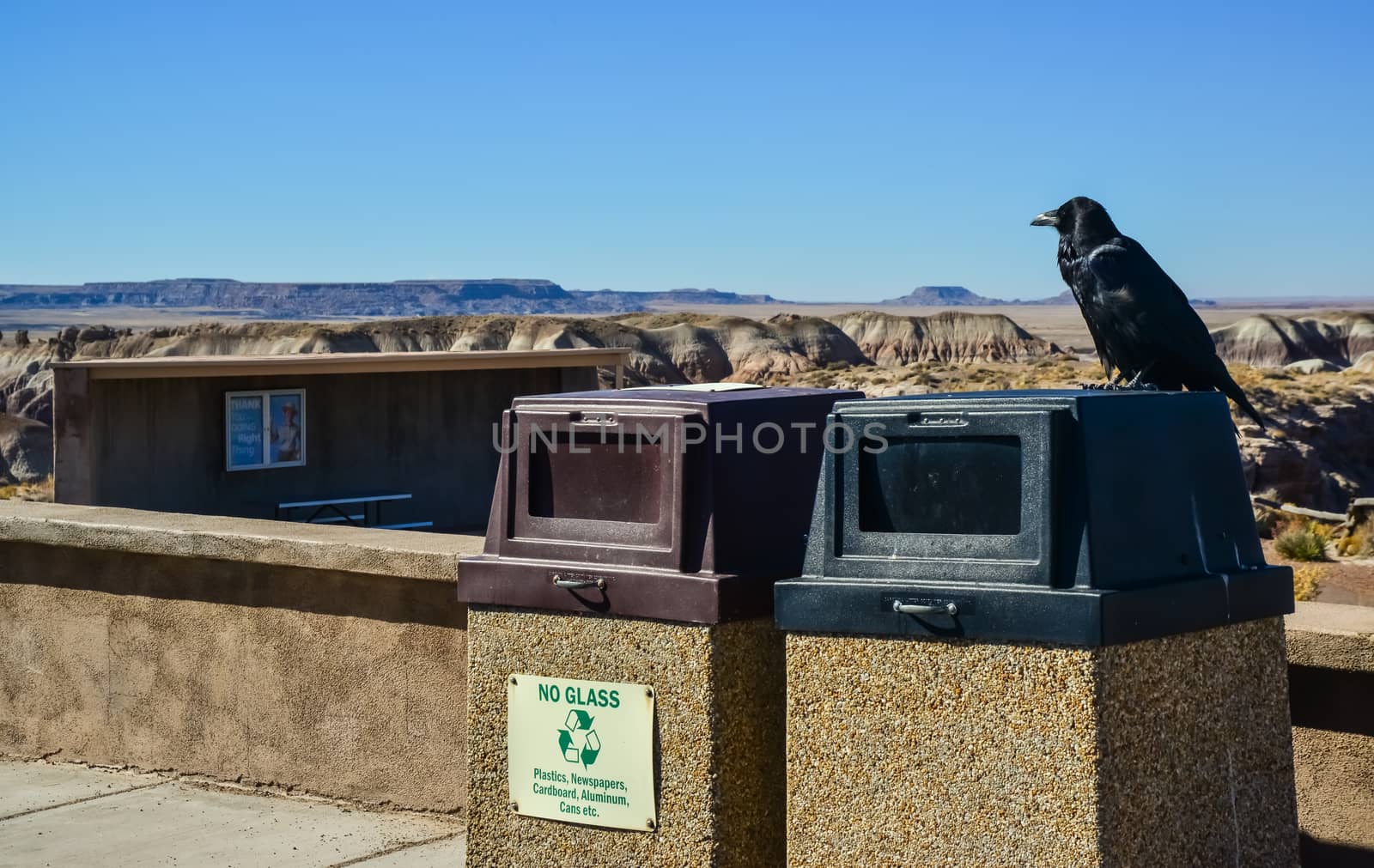 USA, ARIZONA- NOVEMBER 18, 2019:  Common Raven on a wall in Arizona's Petrified Forest National Park, AZ