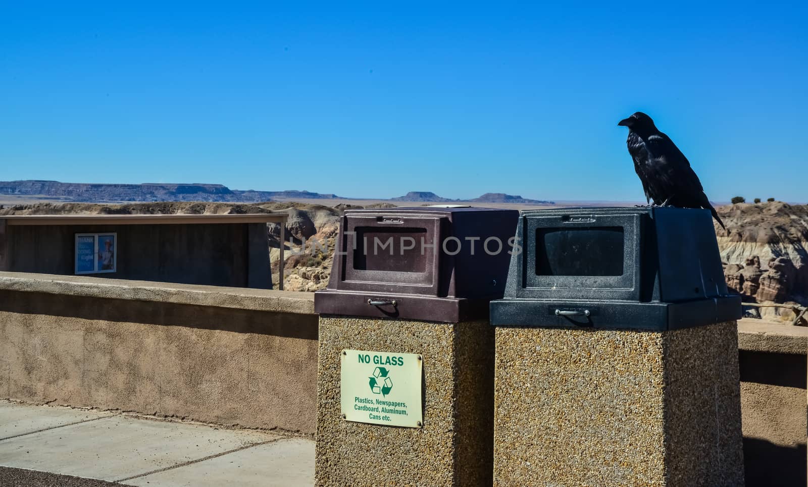 USA, ARIZONA- NOVEMBER 18, 2019:  Common Raven on a wall in Arizona's Petrified Forest National Park, AZ