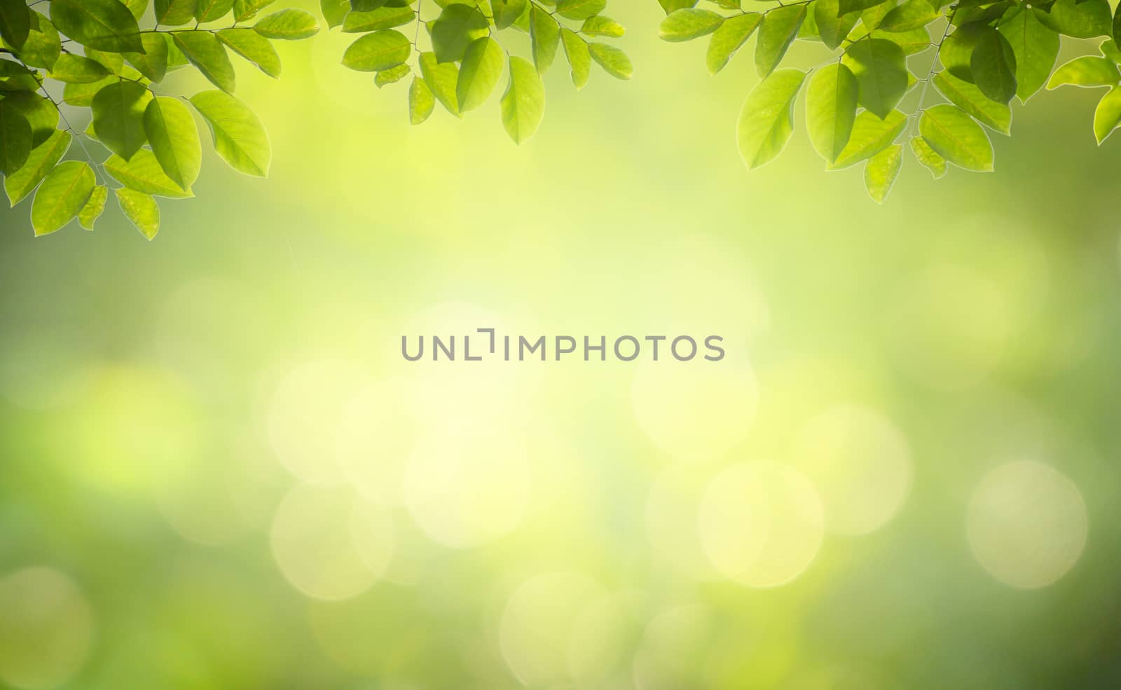 Leaf background bokeh blur green background