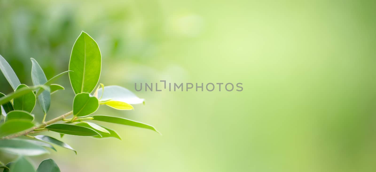 Leaf background bokeh blur green background