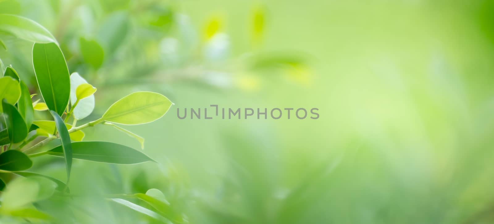 Leaf background bokeh blur green background by sarayut_thaneerat