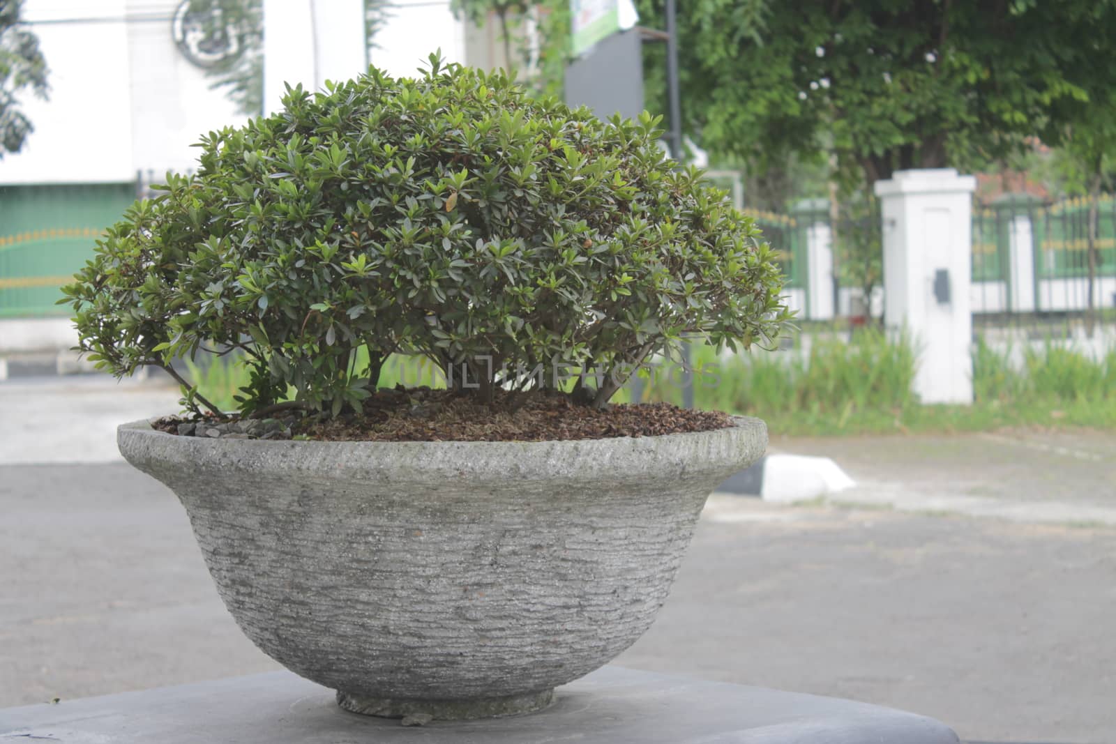 outdoor green ornamental plants by imagifa