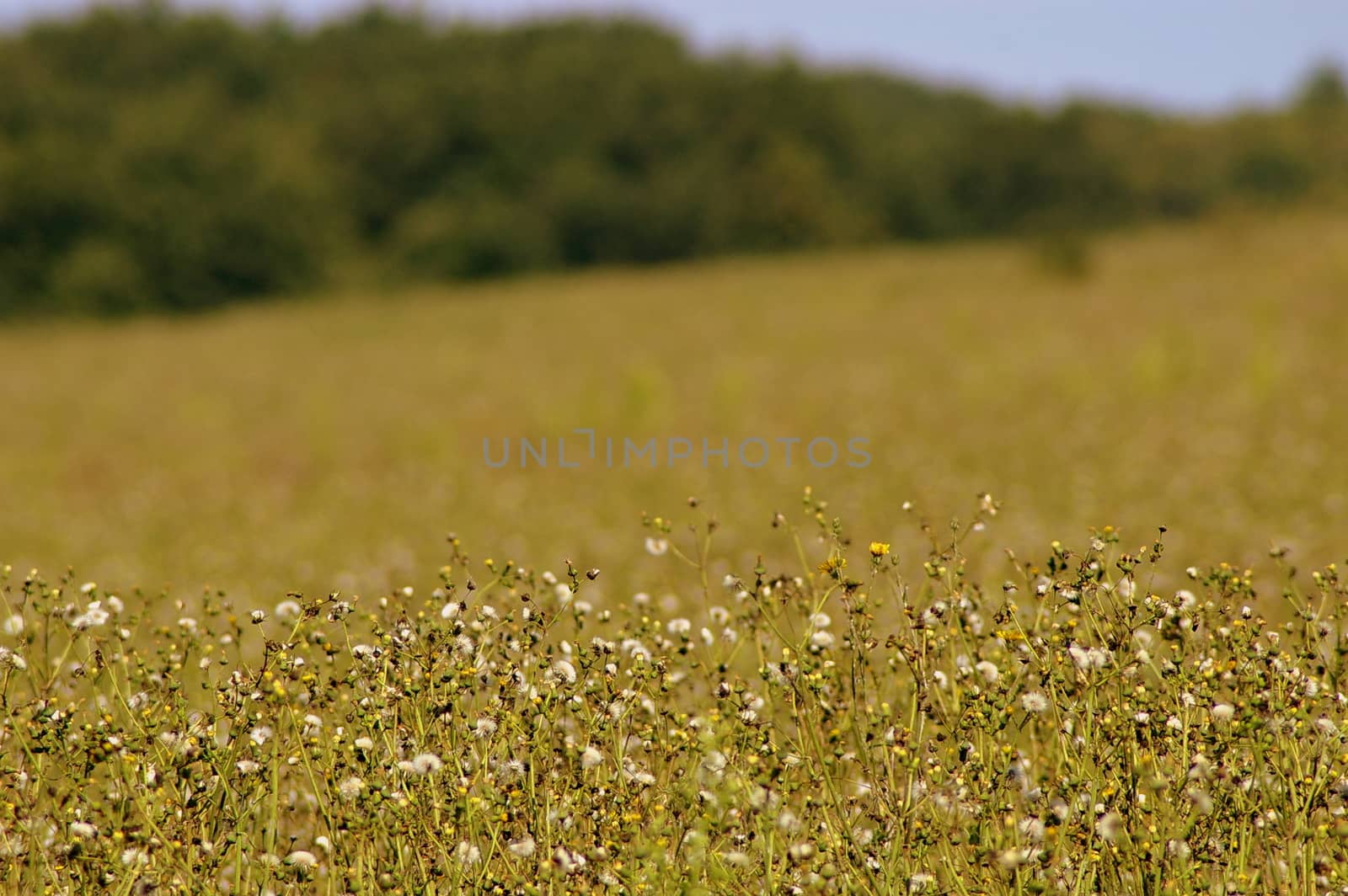 Summer field detail in the Indre departement of the Loire Valley