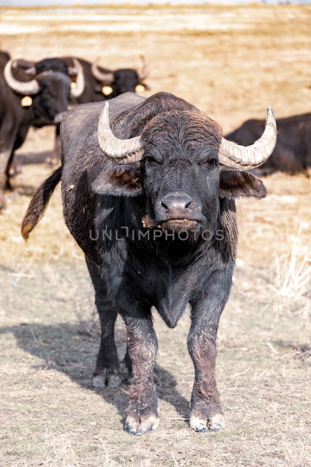 traditional hungarian cattle in Hortobagy National Park, In front big bull. Hungary, puszta is famous ecosystems in Europe and UNESCO World Heritage Site