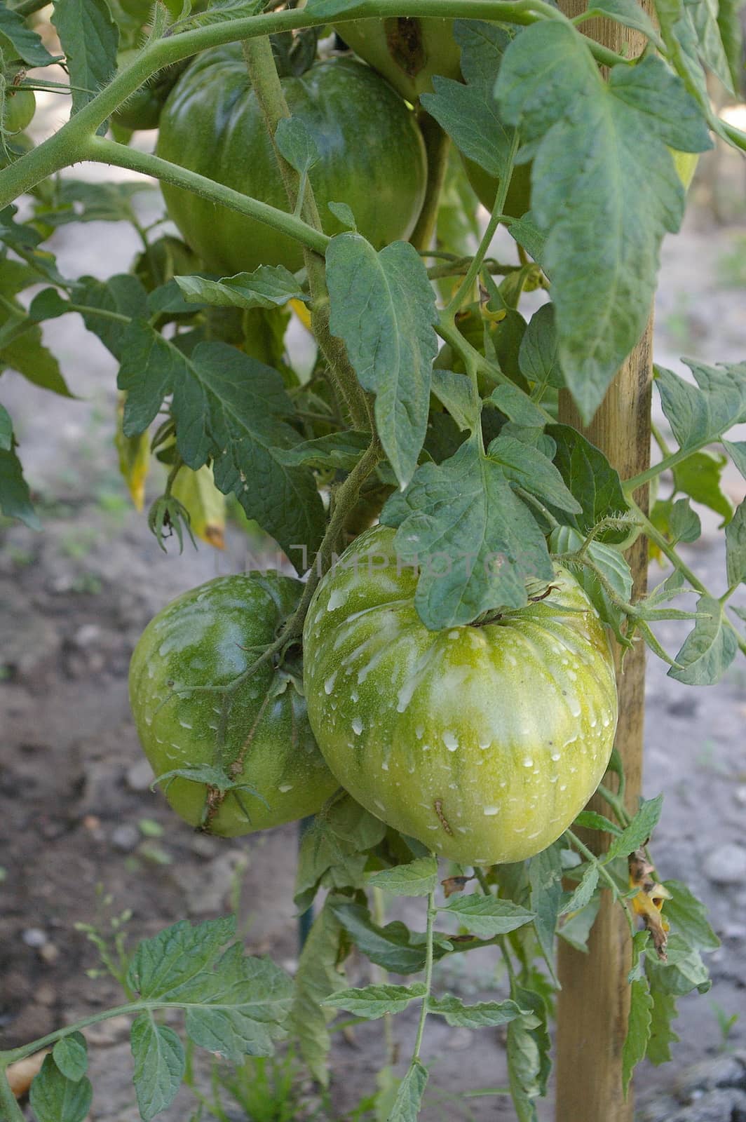 Unripe green tomatoes growing on the vine