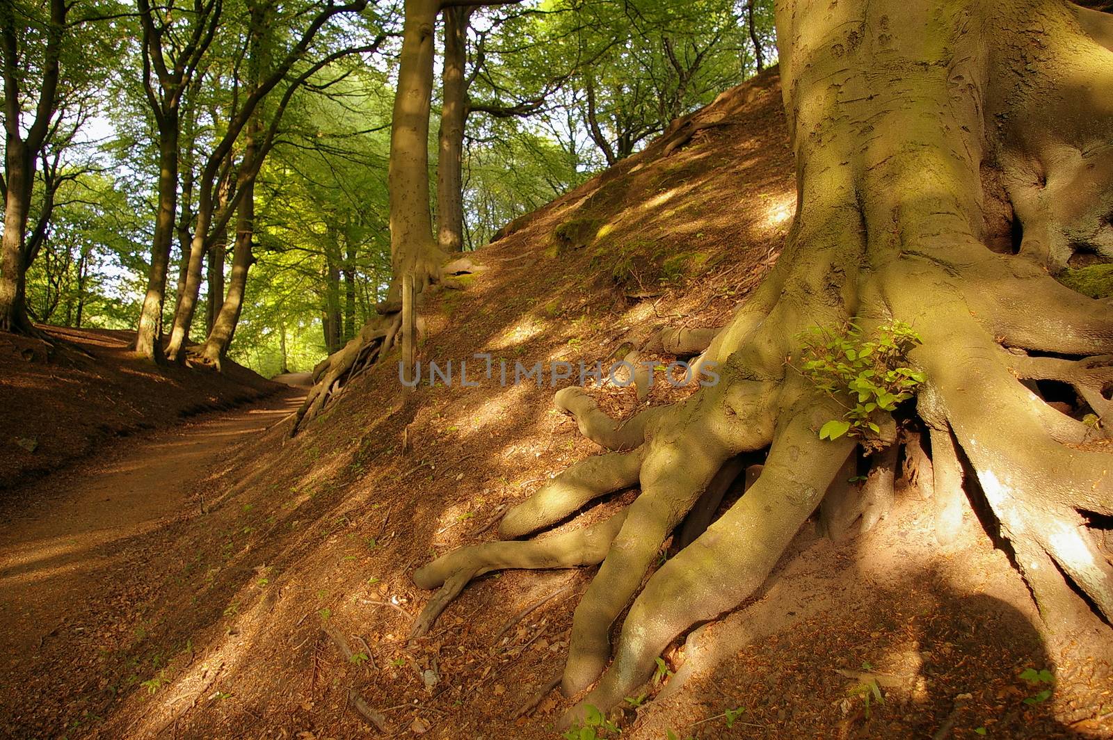 Exposed tree roots in Prestwich Clough, Manchester, UK