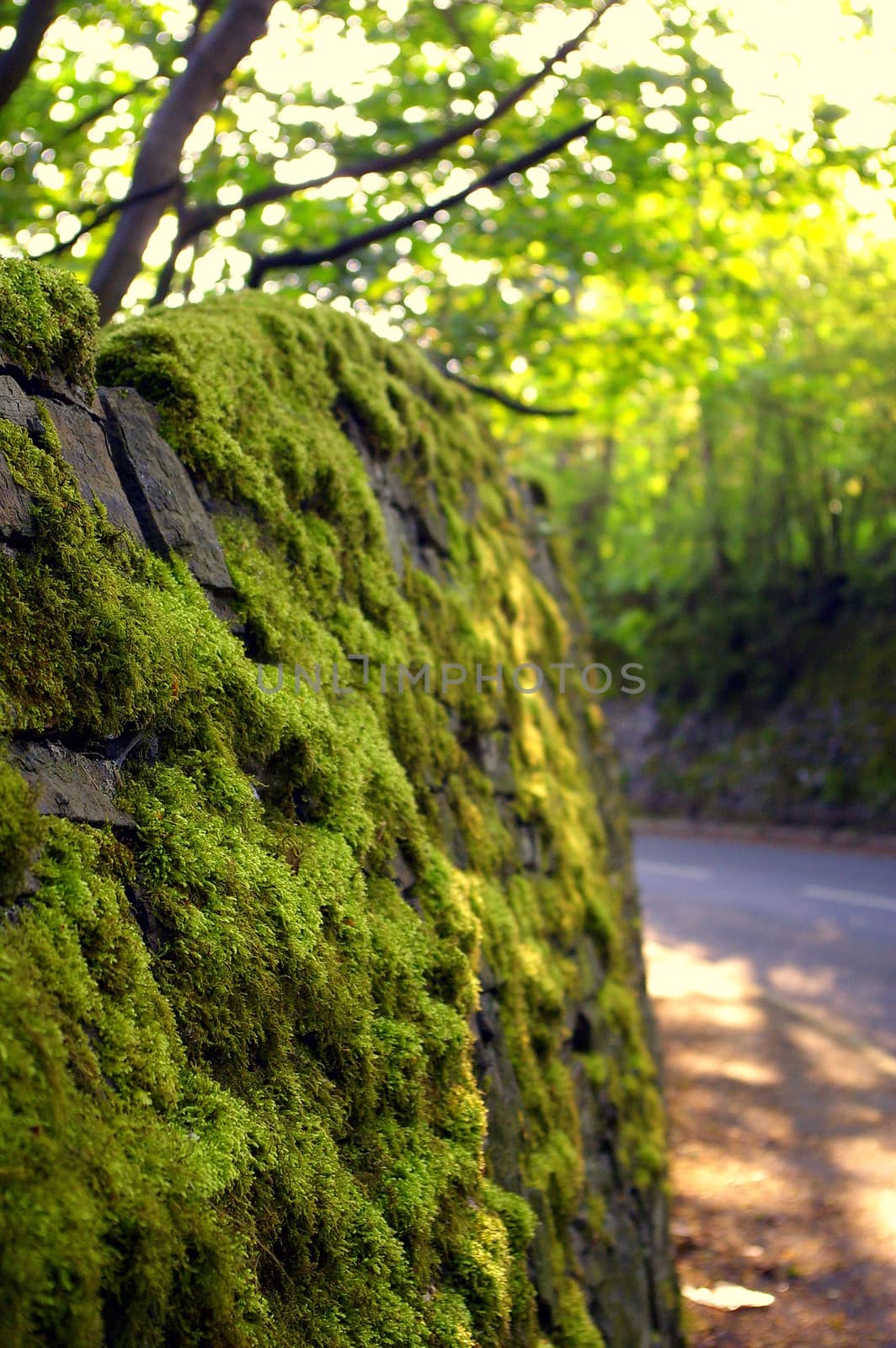Moss covered wall next to a road by flaneur9