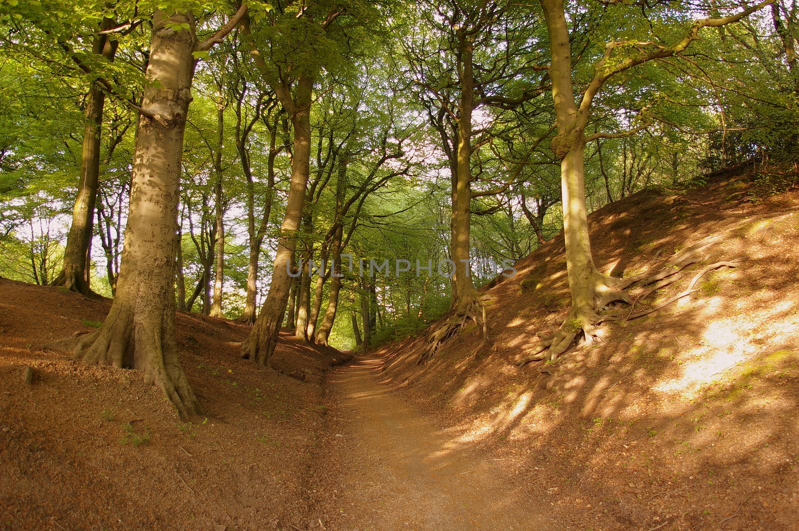 A woodland path through Prestwich Clough, Greater Manchester, UK, with tall trees in the height of summer