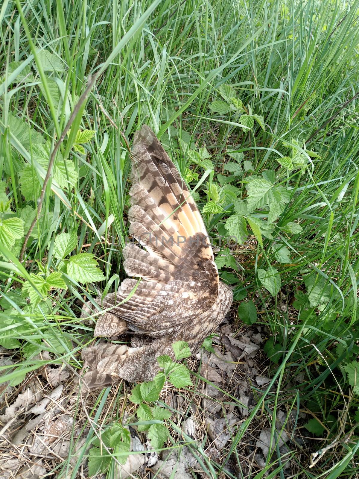 Dead owl. Found a dead owl in the grass.