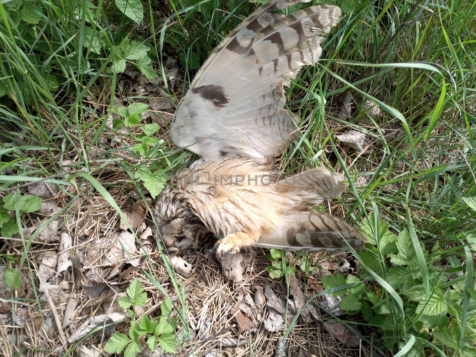 Dead owl. Found a dead owl in the grass.