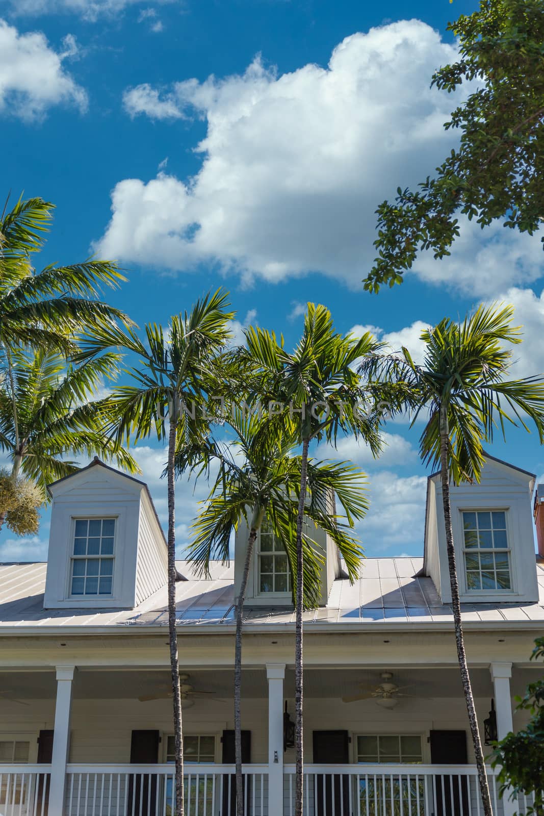 Dormers Behind Palm Trees by dbvirago