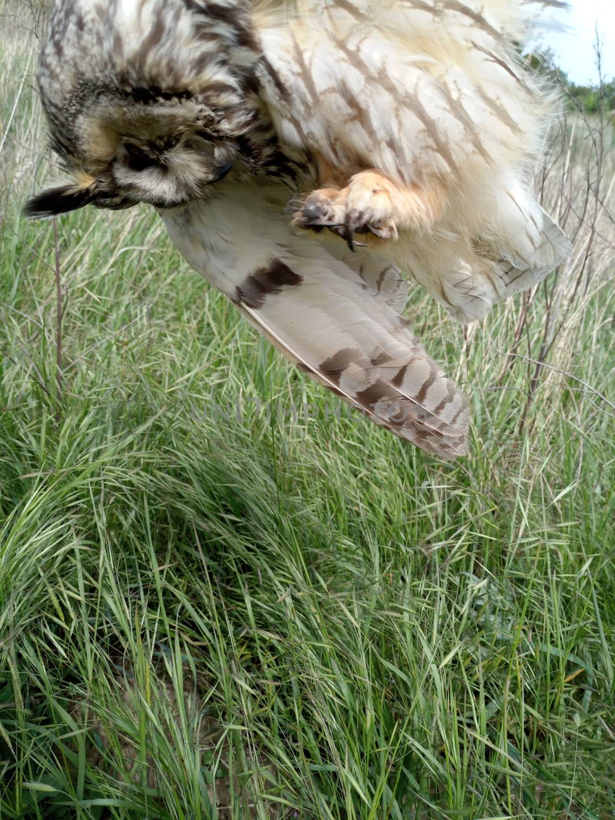 Dead owl. Found a dead owl in grass. by fedoseevaolga